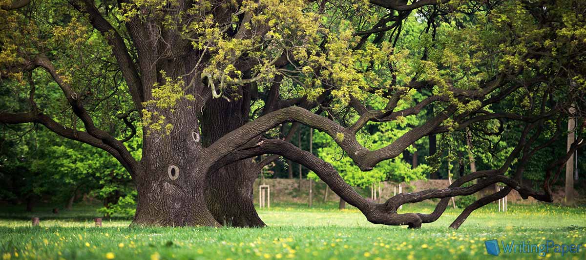 big oak tree