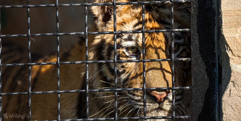 Tiger in Cage